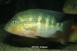 Amphilophus alfari mâle
