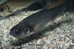 Hydrolycus armatus