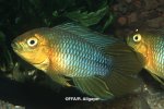 Apistogramma borellii