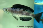 Cyprichromis microlepidotus \