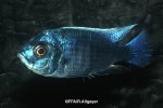Copadichromis cyaneus