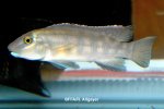 Steatocranus irvinei