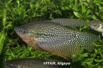 Trichopodus leerii