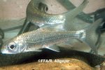 Varicorhinus leleupanus