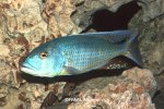 Buccochromis lepturus mâle