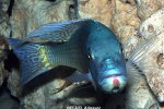 Buccochromis lepturus