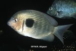 Paretroplus maculatus