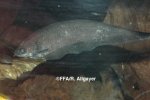 Xenomystus nigri