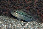 Apistogramma norberti mâle