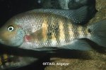 Amphilophus nourissati