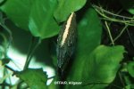 Monocirrhus polyacanthus