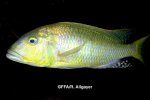 Buccochromis rhoadesii mâle