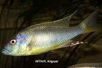 Buccochromis spectabilis mâle