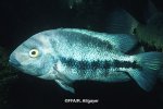 Theraps zonatus