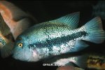 Theraps zonatus