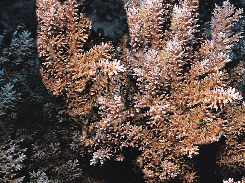 Acropora carduus
