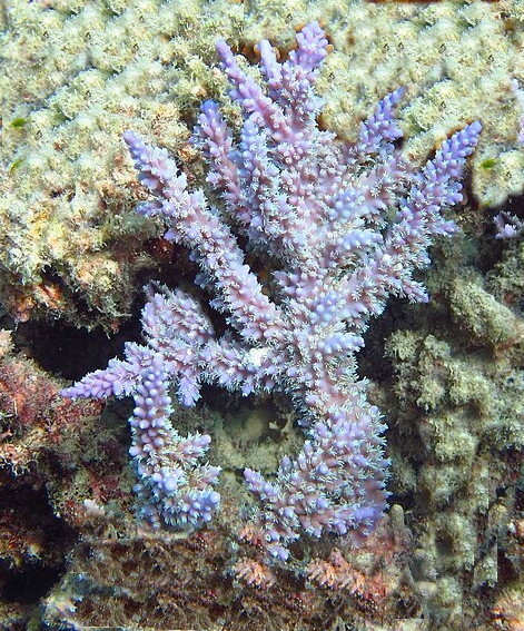 Acropora horrida