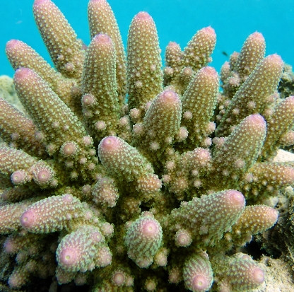 Acropora humilis