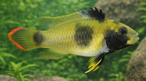 Apistogramma nijsseni