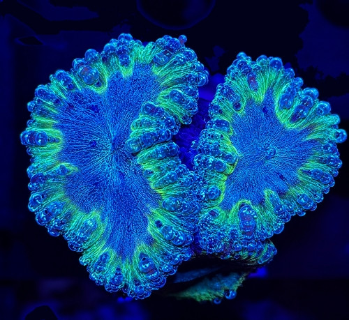 Blastomussa welsii
