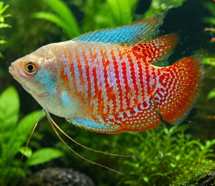 Trichogaster lalius (ex Colisa lalia)