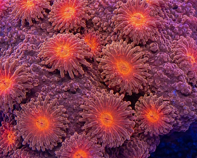 Cyphastrea spp.