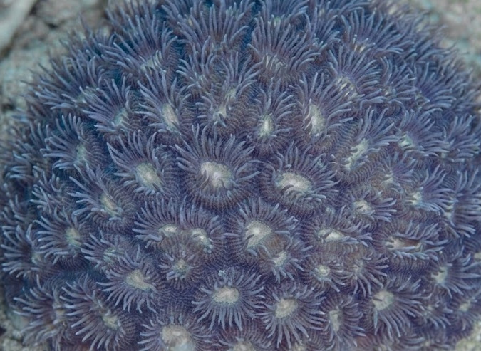 Dipsastraea spp.