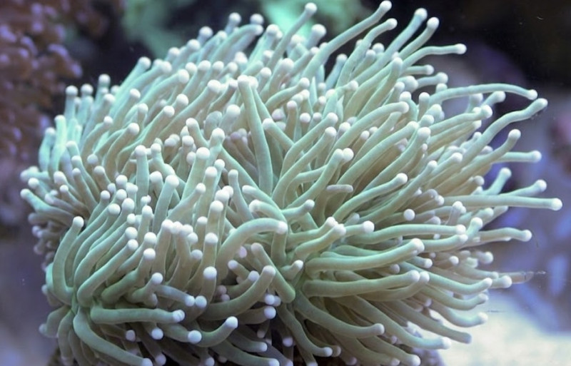 Euphyllia glabrescens