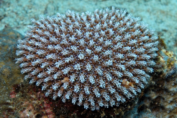 Galaxea spp.