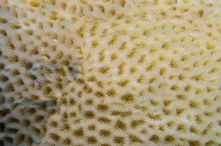 Goniastrea spp.
