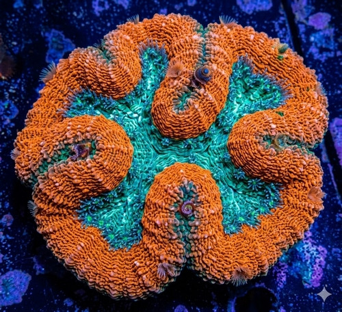 Lobophyllia spp.