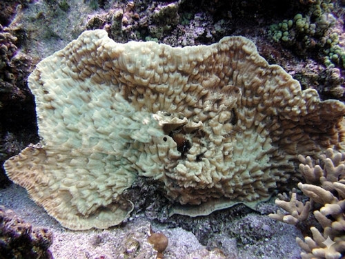 Mycedium elephantotus
