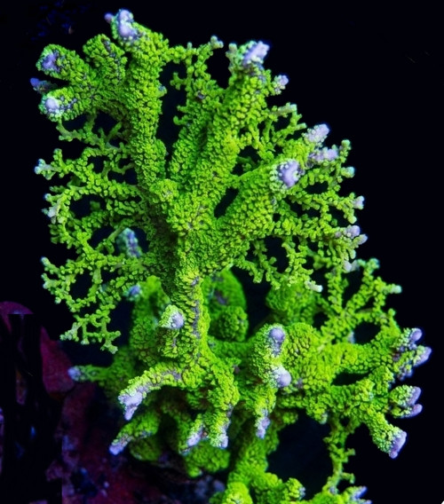 Montipora stellata