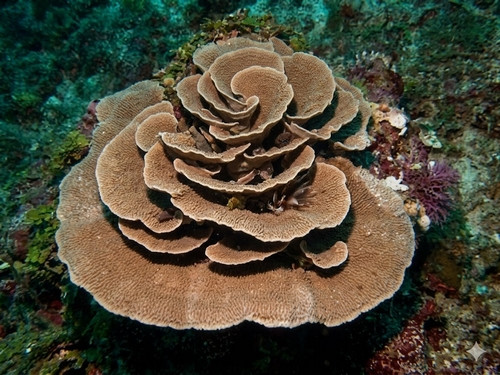 Montipora undata
