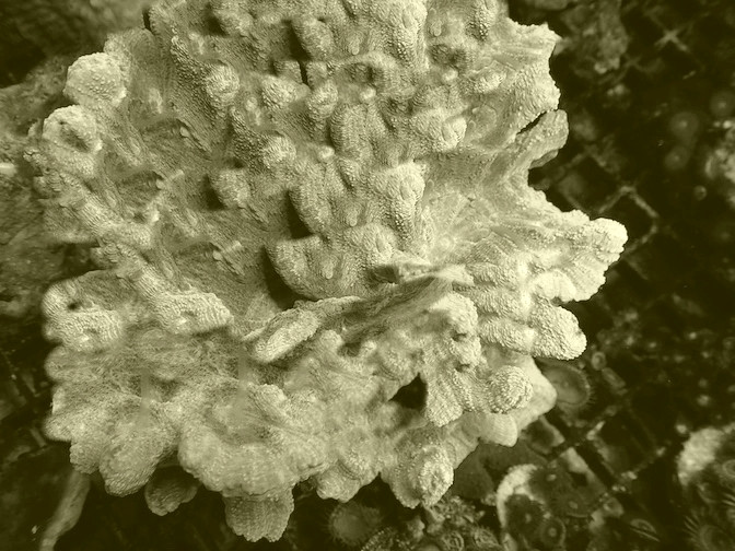 Pectinia spp.