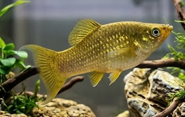 Poecilia formosa
