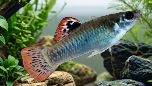 Poecilia gilii