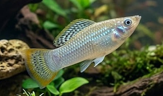 Poecilia mexicana