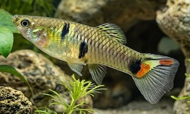 Poecilia parae