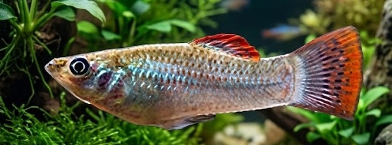 Poecilia salvatoris