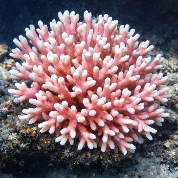 Seriatopora hystrix