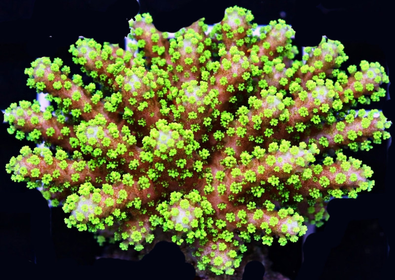 Stylophora pistillata