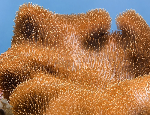 Sarcophyton spp.