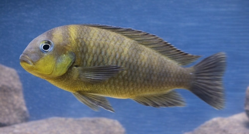 Tropheus brichardi