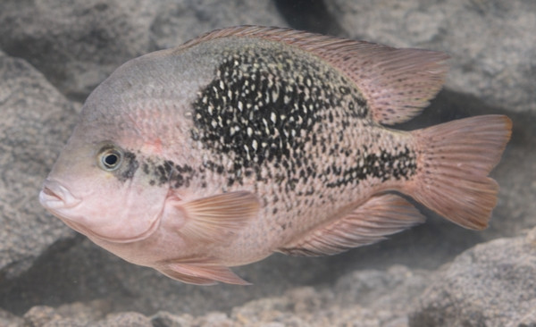 Vieja bifasciata