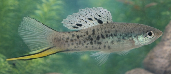 Xiphophorus montezumae