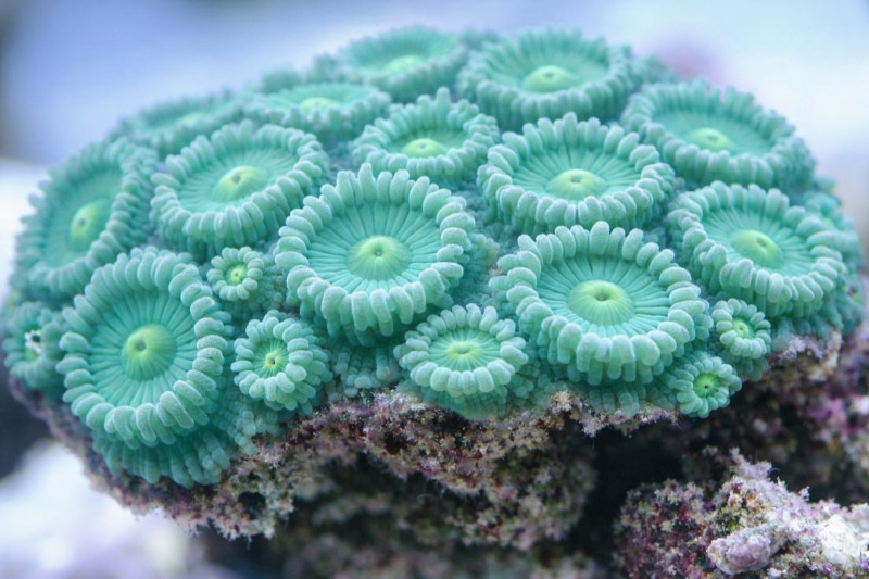 Zoanthus spp.