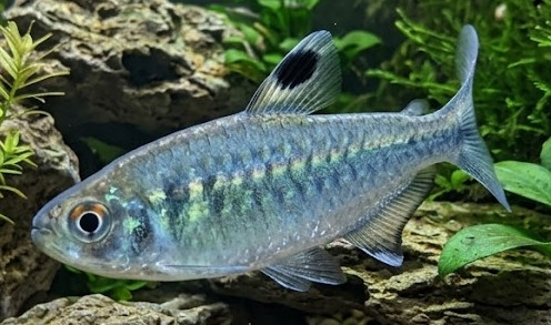 Arnoldichthys spilopterus