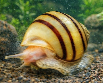 Asolene spixi