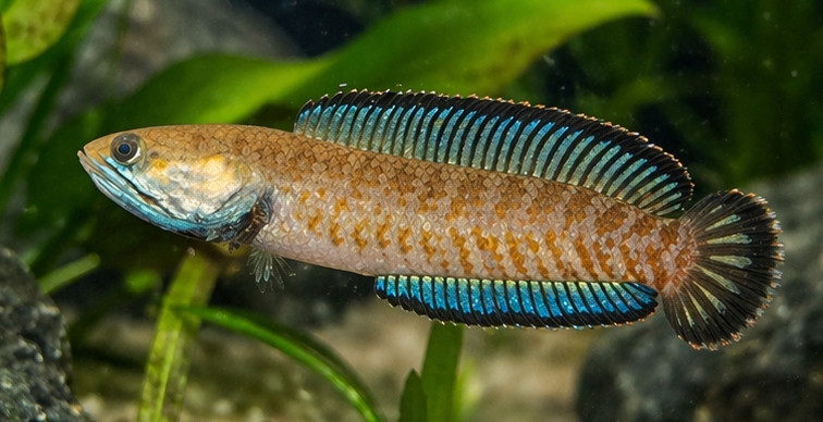 Channa gachua
